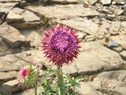 Flora at Shaefers Peak